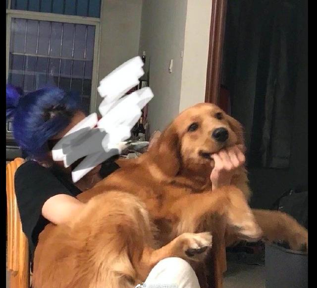 网友把手放进金毛的嘴里配上它贱萌的模样这表情包