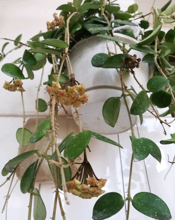 长出来来一小节凸出,这短短的一小节就是球兰的花苞,只不过在没有开花