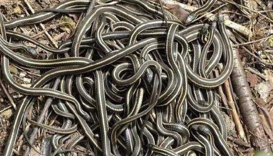 在野外,如果遇到蛇,怎样才能避免被蛇攻击呢,也要谨记以下几点