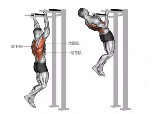 一个强大的背部,离不开引体向上的训练,掌握训练技巧很重要