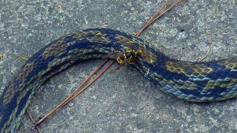 蜈蚣一言不合撕咬毒蛇,毒蛇下场相当惨烈