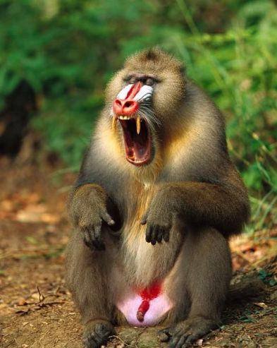 山海经中的动物真的存在研究员在重庆发现鬼脸猴