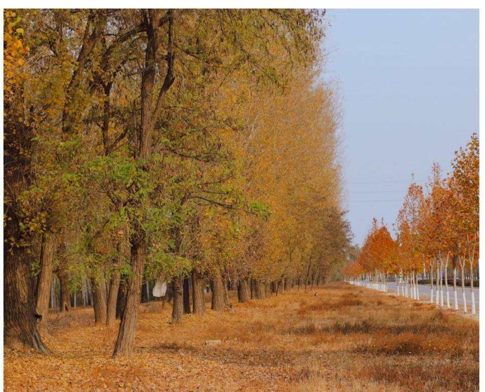 整片的杨林与一旁的行道树交相辉映.