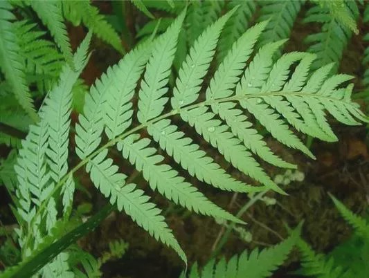 农村这种野草,被人叫做"金狗毛",卖到百元一斤,遇见要珍惜