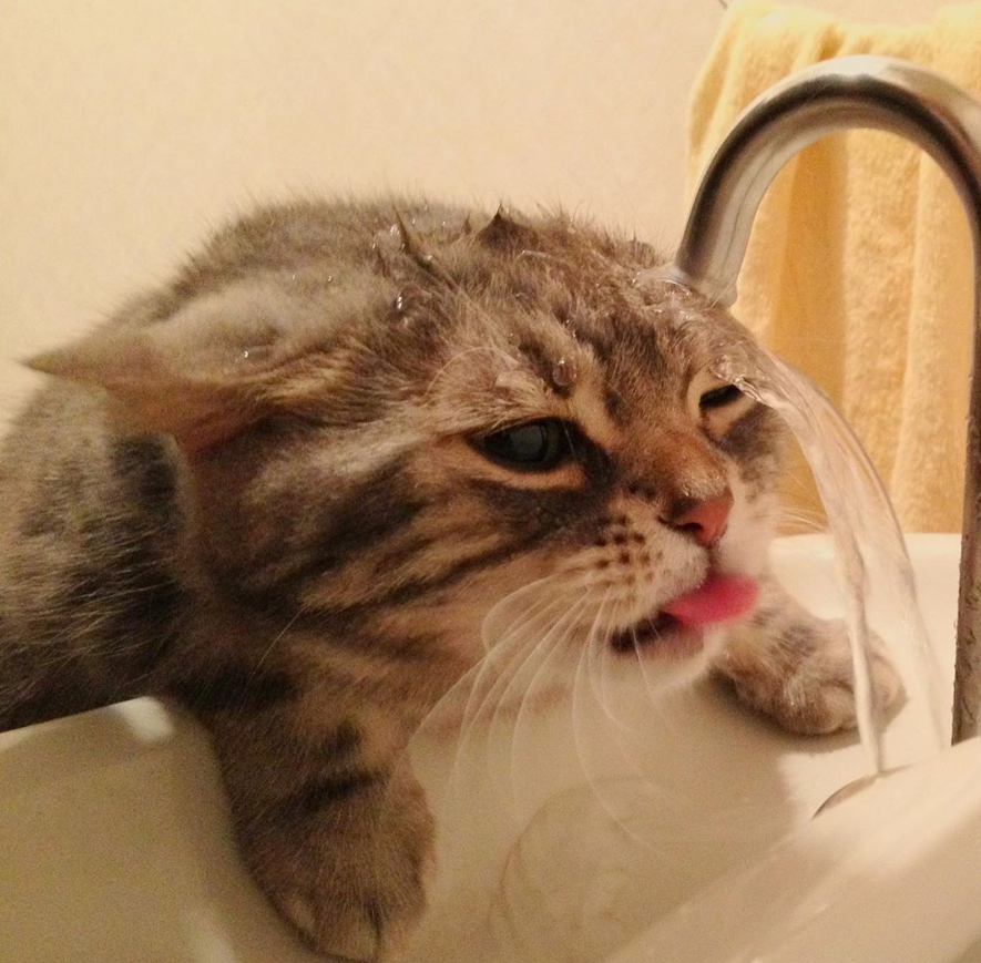 没错,里面的那只想要喝水却被水龙头里的水打湿了头的猫咪就是nagomu