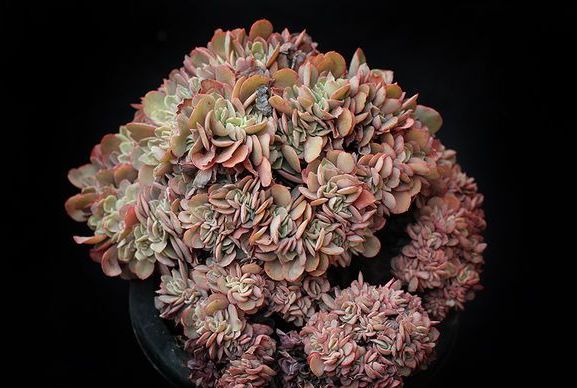 新手养花,不如养观赏精品:高砂之翁,钟形花朵,颜色多变