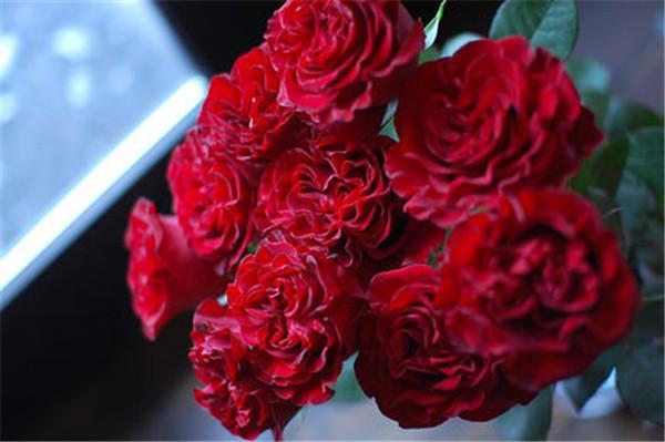 月季红舞裙特别红艳,花瓣似舞裙,开花量大四季勤花