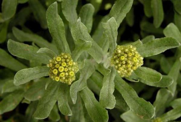 山上有一种杂草,老一辈都见过,开着黄花价值高,很多人挖回家