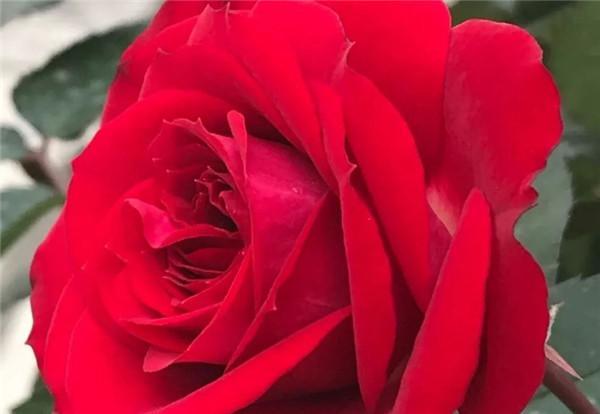 月季猩红妖精花色艳丽无比花量大花期长适合阳台种植