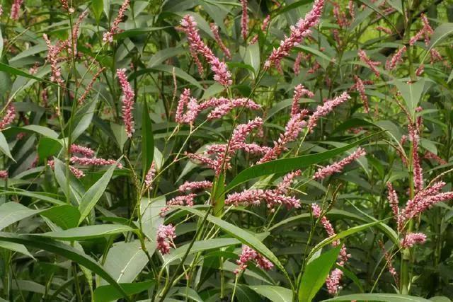 农村这种野草辣眼睛,以前用来熏蚊子,现在用来做酒曲