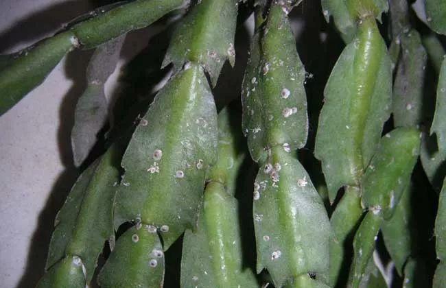 家里绿植招小飞虫,整个叶片上都是,用这三种药剂,统统都杀光