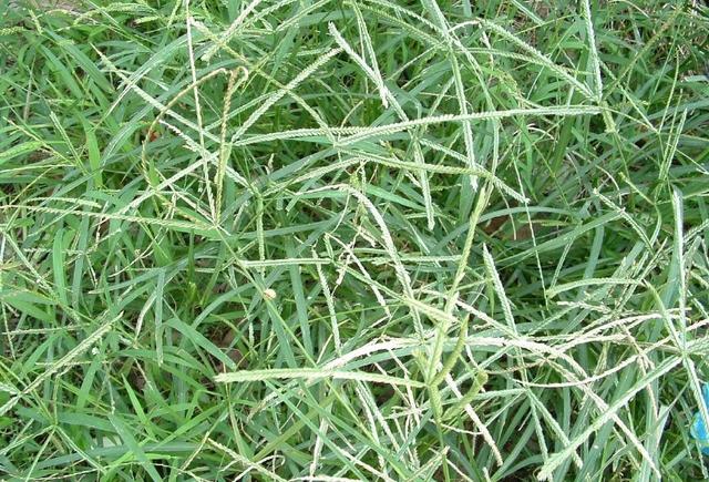 农村路边常见野草,如今一斤12元成稀罕货