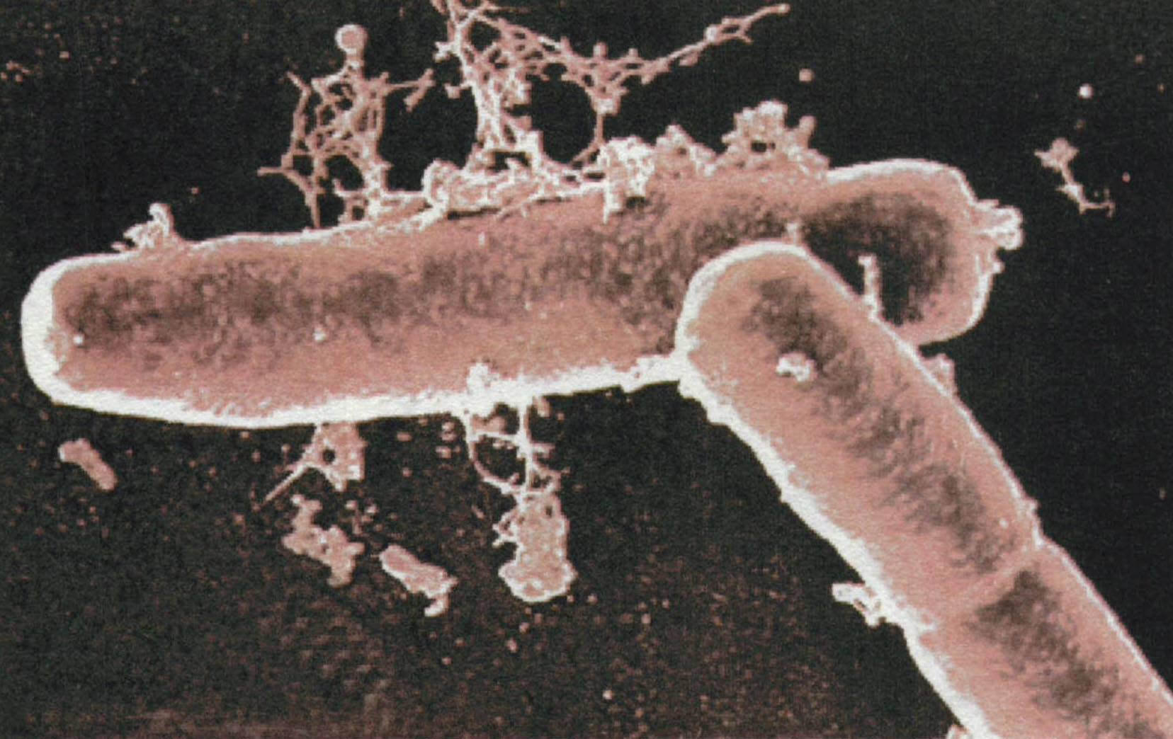北冰洋出问题了3公里深海现衣原体有关细菌没有明显宿主生物