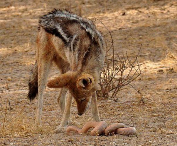 蛇卷成麻花状不想与胡狼正面交战,没想却被紧紧纠缠