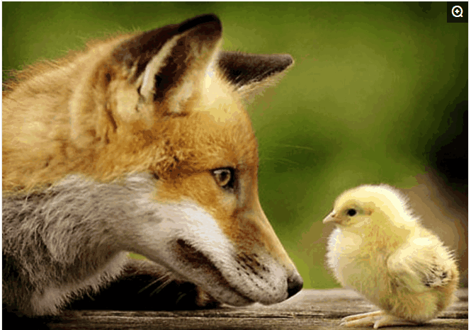 狐狸妈妈携幼子偷鸡被活活打死