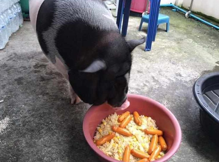 甚至这只小猪还有自己的食谱,哪几天吃菜,哪几天吃肉,每次吃多少,甚至