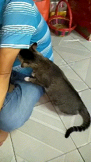 男子家养猫,闲着无聊时给猫猫闻胳肢窝,下一秒让人晕厥