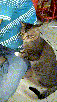 男子家养猫,闲着无聊时给猫猫闻胳肢窝,下一秒让人晕厥