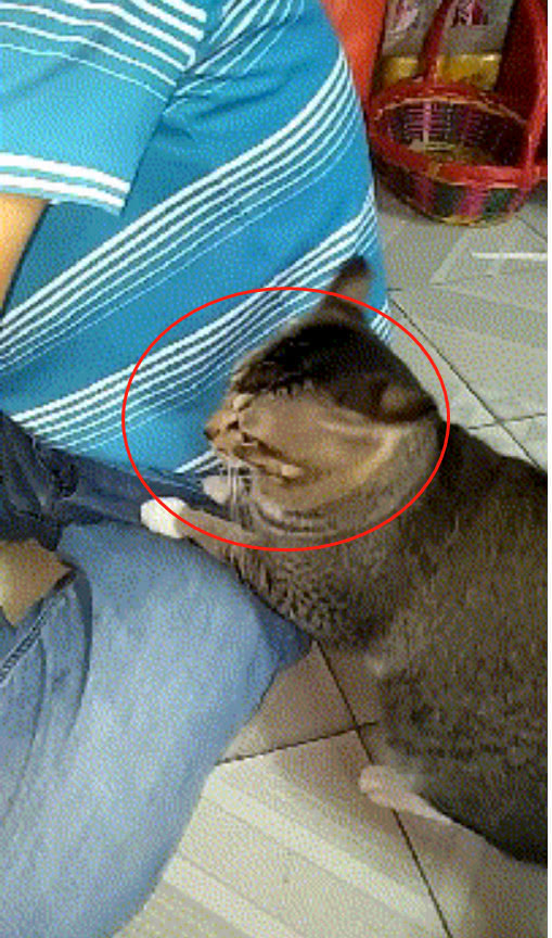 哇~有毒,毒,铲屎的,救……我也不知怎么的了,小家伙突然闻到了腋下