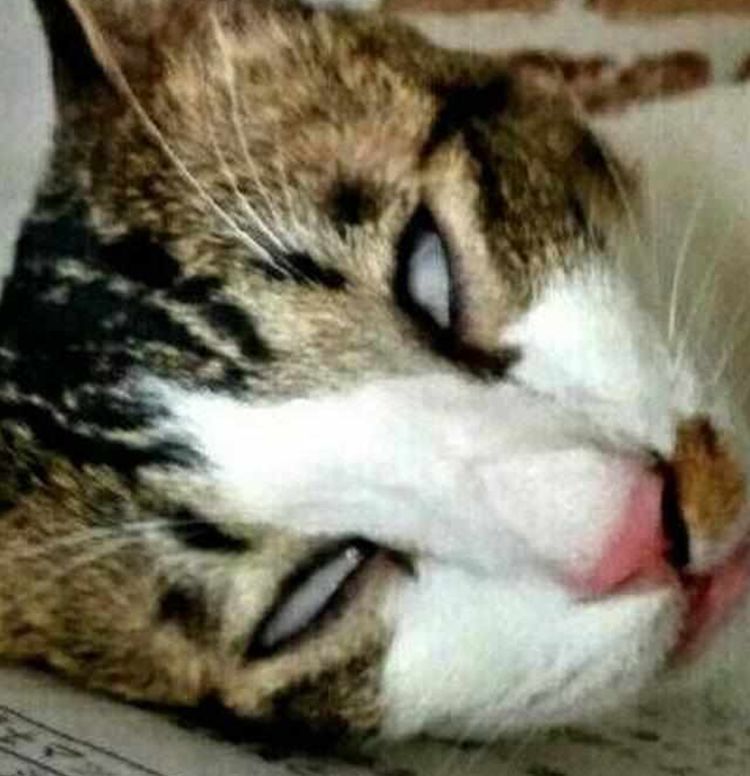 猫咪睡觉翻白眼,主人以为它死了,走近细看却令人哭笑不得!