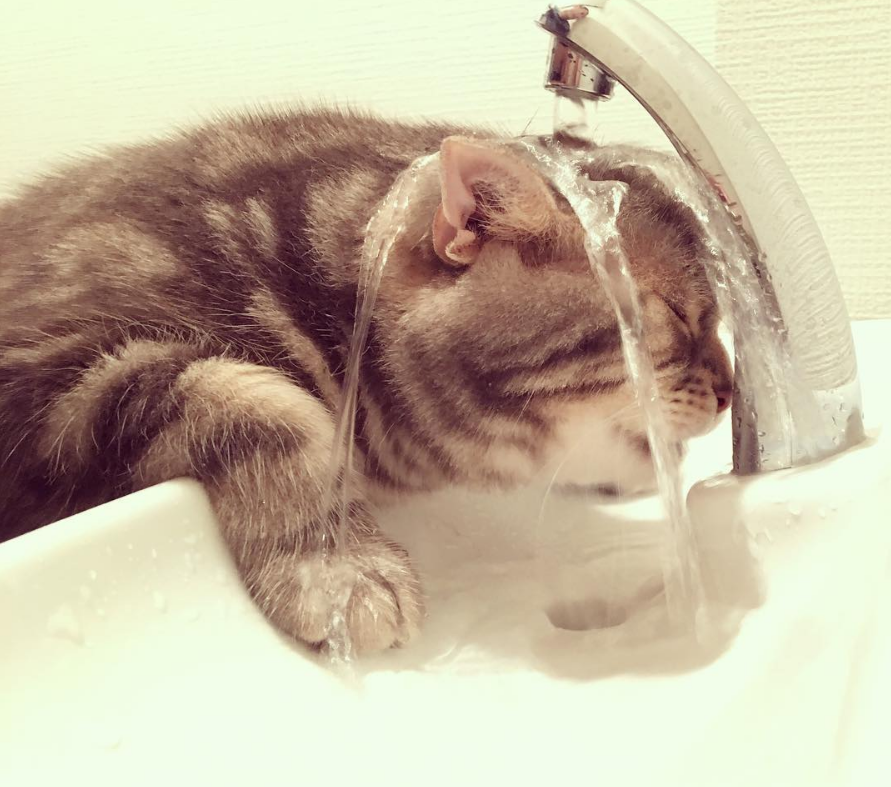 没有多少改变,每天该吃就吃,该睡就睡,无聊的时候找胖橘猫"吉娜"玩耍