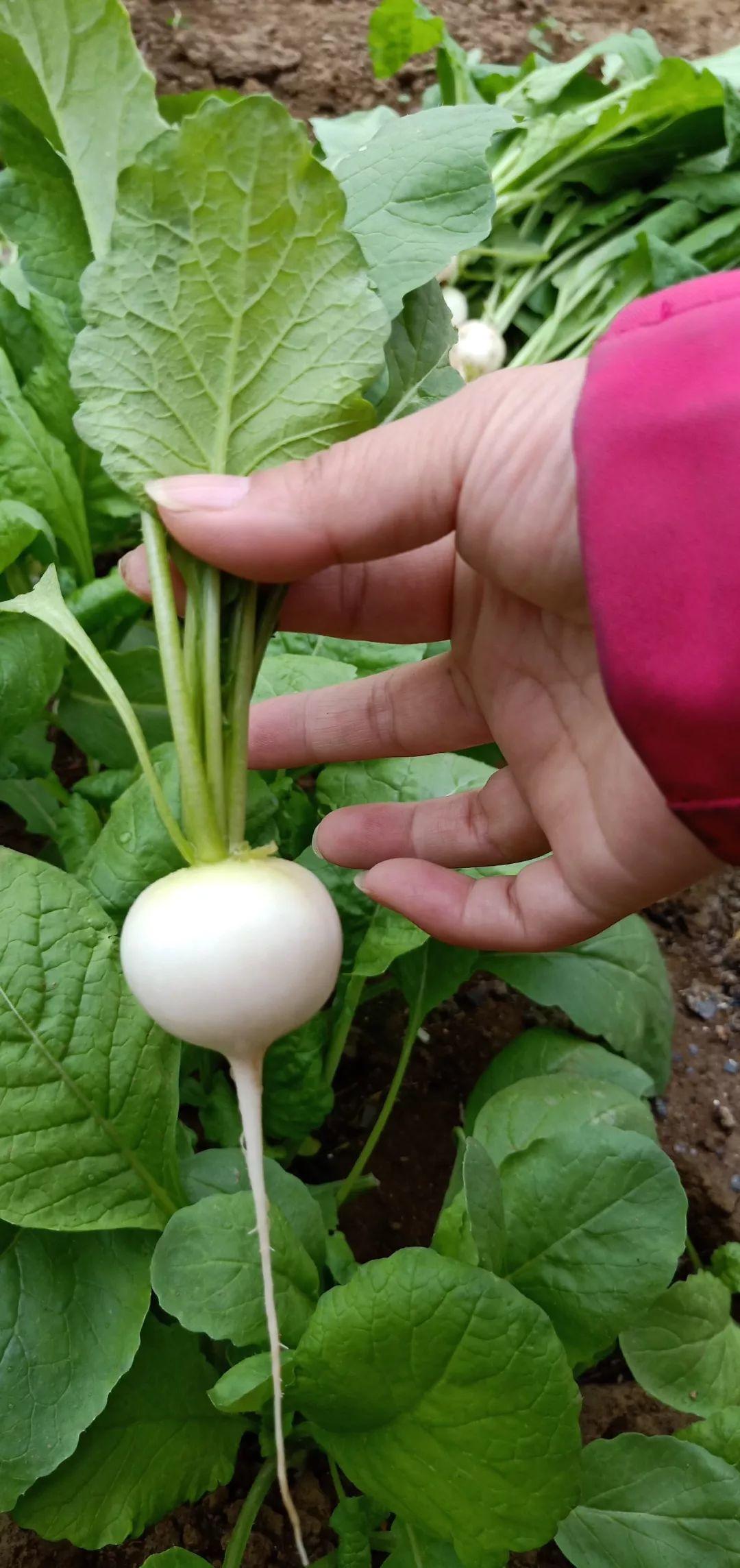 珍珠萝卜种植技巧,适合阳台盆栽,口感非常脆爽,好吃到流眼泪