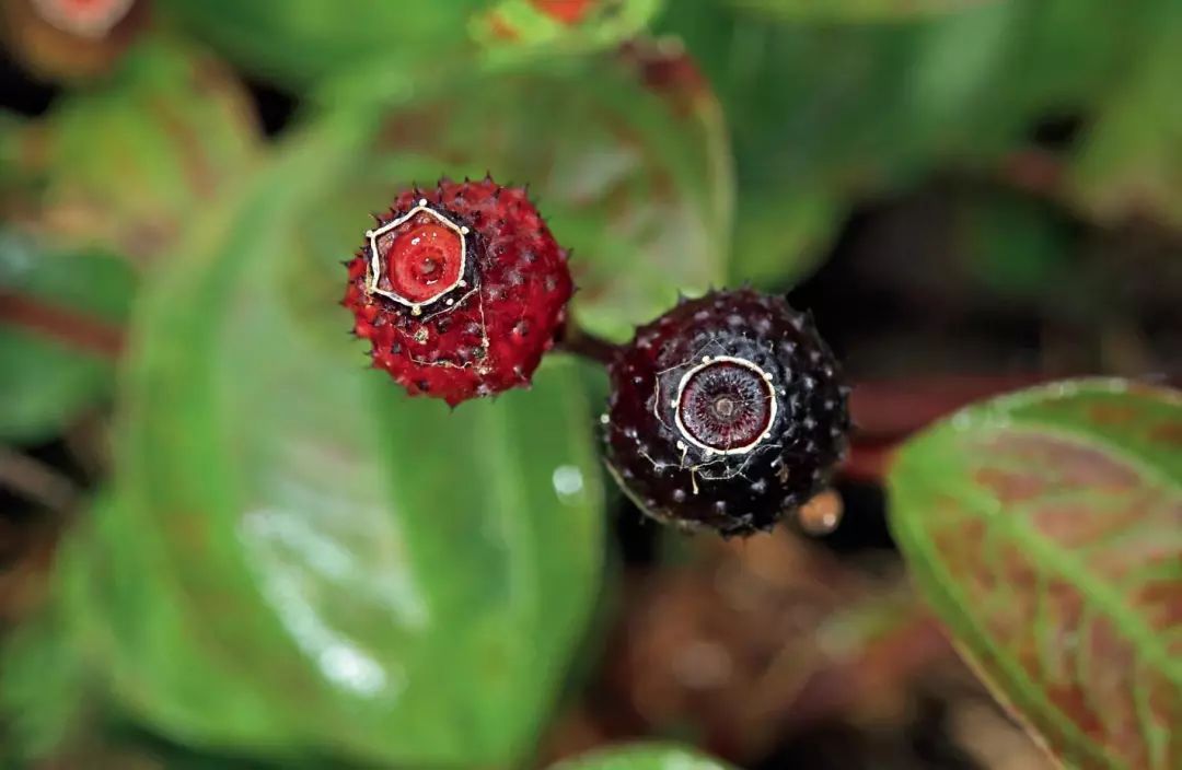 总之,它们看上去不会引起我们任何食欲,如拐枣,金樱子,马25儿等,但