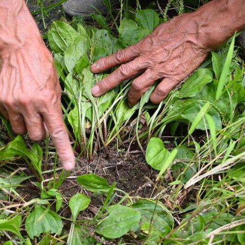 曾是农村喂猪草,如今却成稀罕野菜,7元一斤,越嫩越值钱