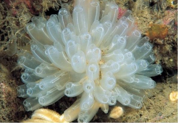 世界上最奇葩的动物,长大后会"吃掉"自己的大脑|海鞘|大脑|奇葩_新浪