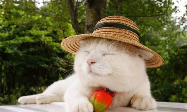 日本超级网红"猫叔"去世,享年18岁,曾因一张图而闻名全球