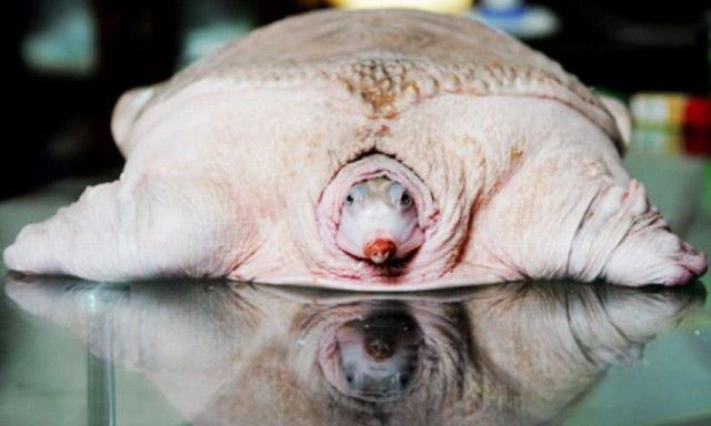 10大变异动物你敢不敢进来看