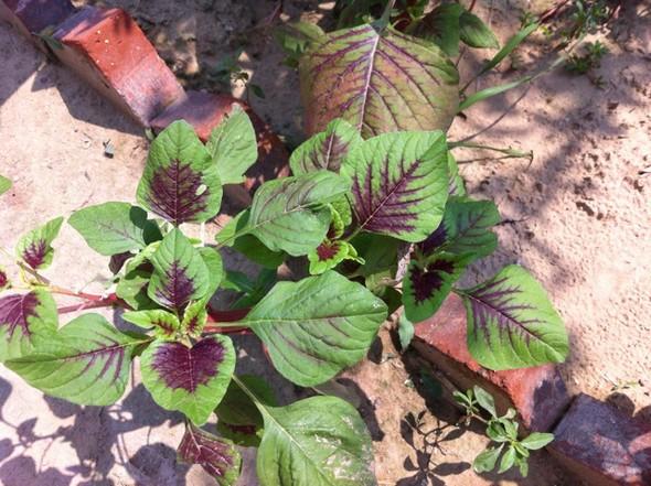 这种蔬菜被叫做"旱菜",惊蛰节气过后,能不能种植,答案来了|苋菜|野