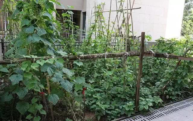 192平复式房装修结束，带个院子父母都忙着养花种菜，喜欢健身房