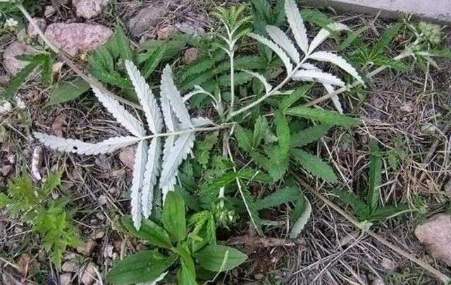 十多年前,此野草是"猪菜",如今根茎号称"小人参",价值很高