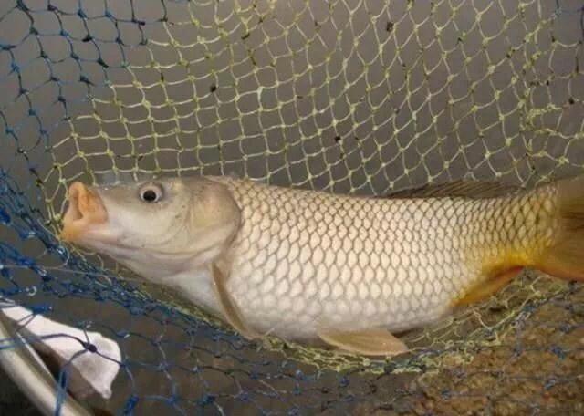 农家自制纯天然饵料钓鲫鲤都适用天气越冷诱鱼效果越好