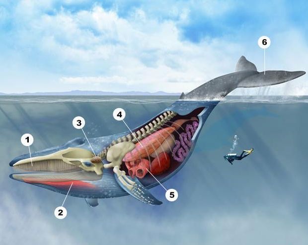 为什么鲸类的鳍骨就好像人手一样也有五个指头呢