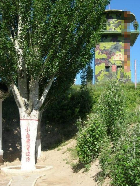 当年女英雄怀孕后坚持保家卫国直到牺牲,催生小白杨精神