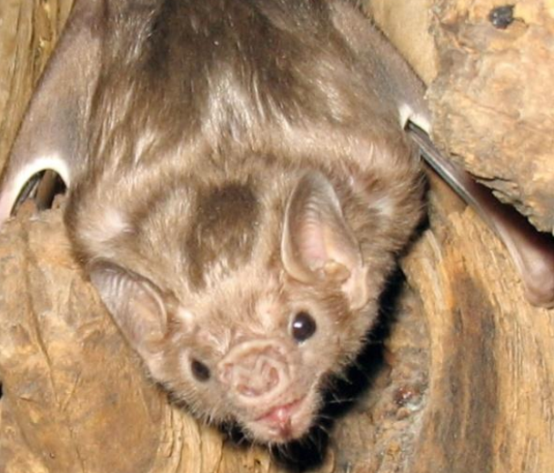 要避开这3种蝙蝠