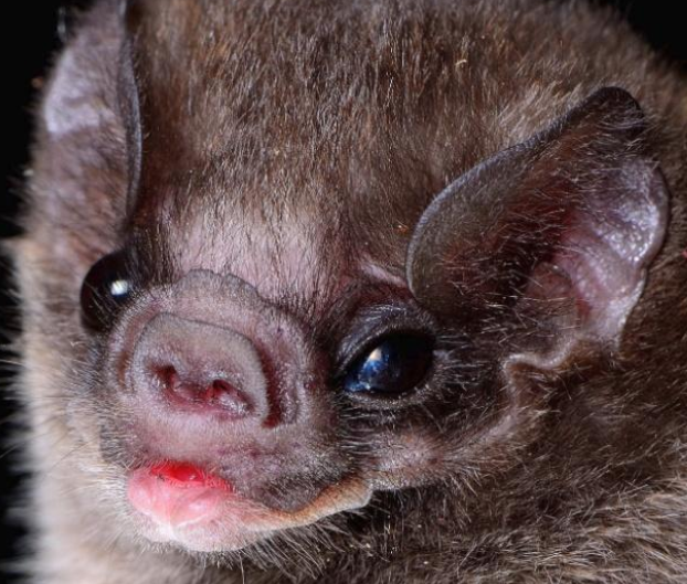 要避开这3种蝙蝠