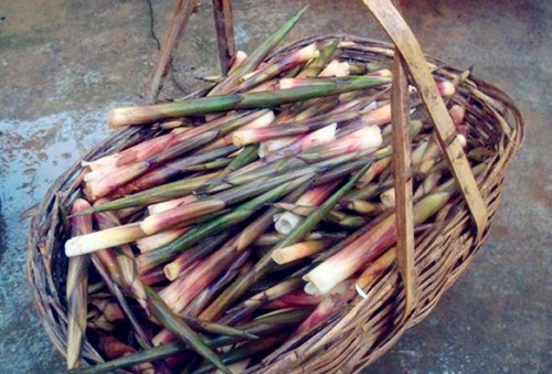 小竹笋小笋,小毛竹小的时候,春天的满山尽是,勤劳的人们采来过水后