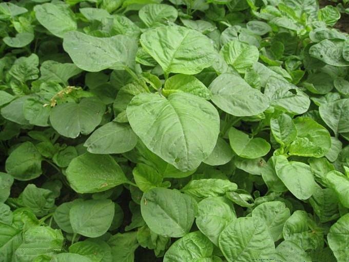 这种蔬菜被叫做"旱菜",惊蛰节气过后,能不能种植,答案来了|苋菜|野