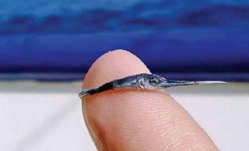 有人捕到过最大得旗鱼有644公斤重6米长,这只旗鱼宝宝得未来不可限量