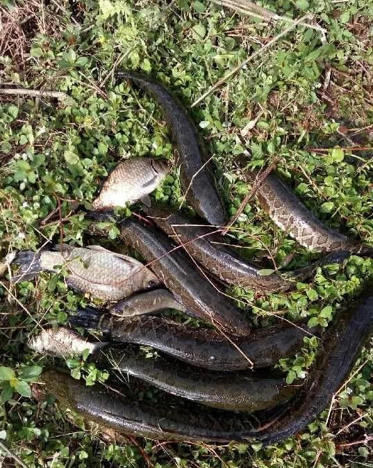 3月的黑鱼已经很好钓了,只需准备一支硬竿,每天都能钓好几条