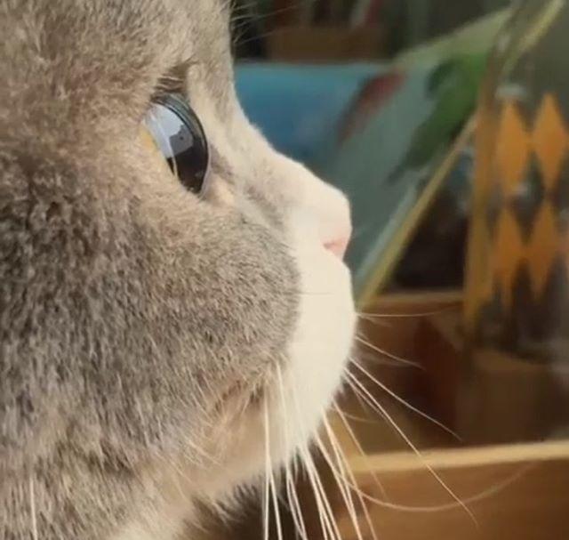 一只被天使吻过眼眸的猫咪,用深邃的眼眸深情的注视着窗外,这胖嘟嘟的