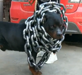 这只狗狗总咬伤同类,主人无奈给其拴上铁链,却让人感到意外
