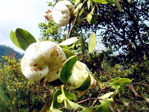 大山里的山珍野果最幸福的童年记忆