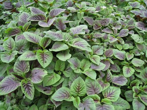 这种蔬菜被叫做"旱菜",惊蛰节气过后,能不能种植