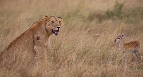狮子饱餐一顿后发现一只小鹿,一口叼起小鹿,结局出乎意料
