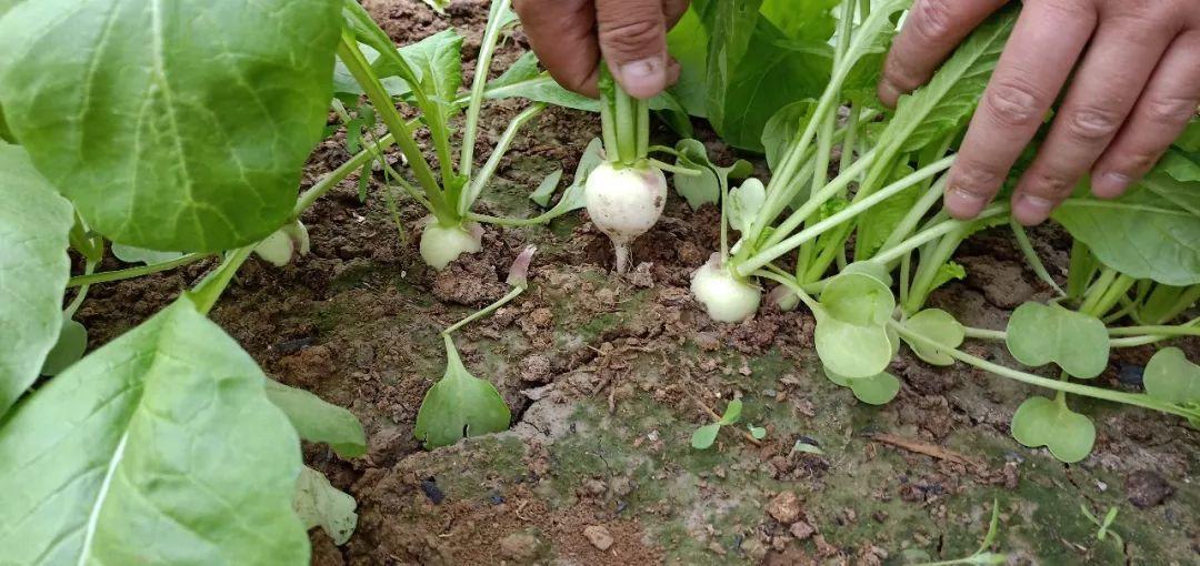 珍珠萝卜种植技巧,适合阳台盆栽,口感非常脆爽,好吃到流眼泪