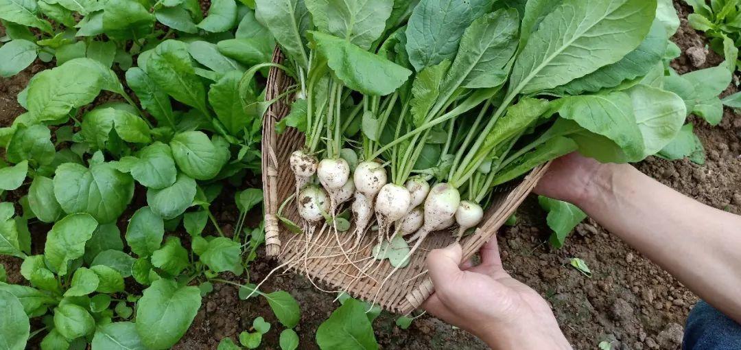 珍珠萝卜种植技巧,适合阳台盆栽,口感非常脆爽,好吃到流眼泪